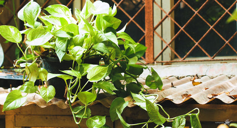 Golden Pothos