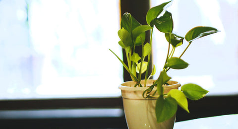 Green queen Pothos