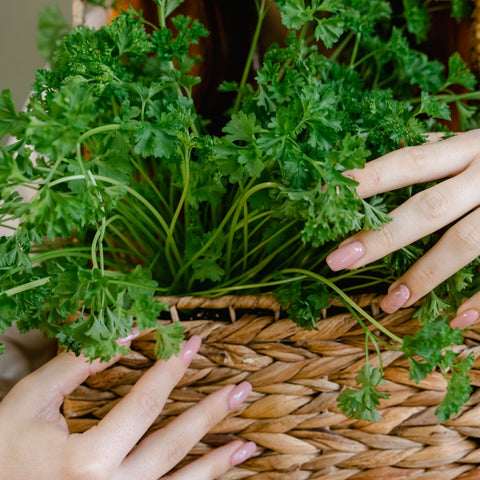 Coriander leaves