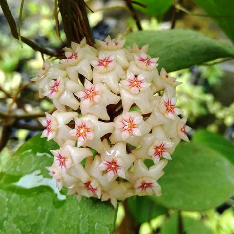 Hoya House plant