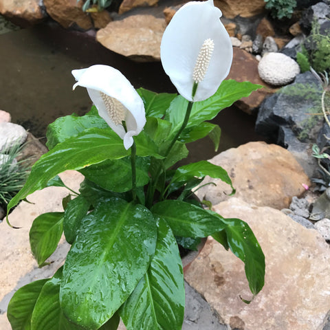 Peace lily Plant