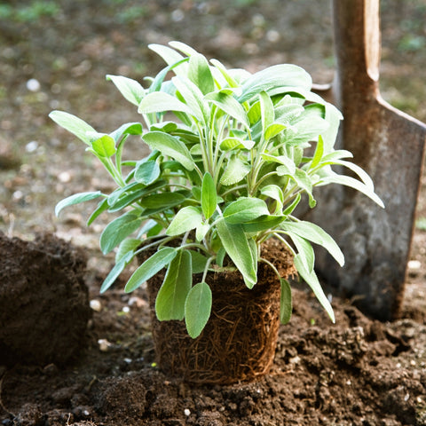 Sage plant