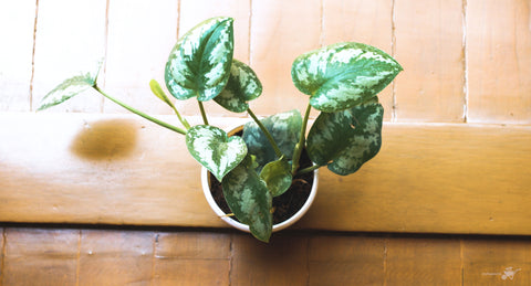 Silk Pothos