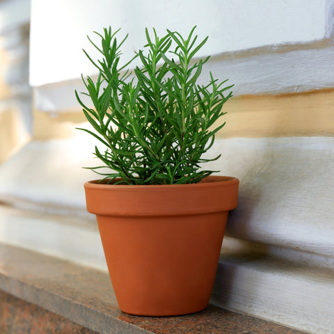 Rosemary Plant