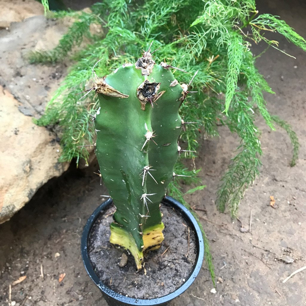 Acanthocereus tetragonus -Triangle Cactus – myBageecha