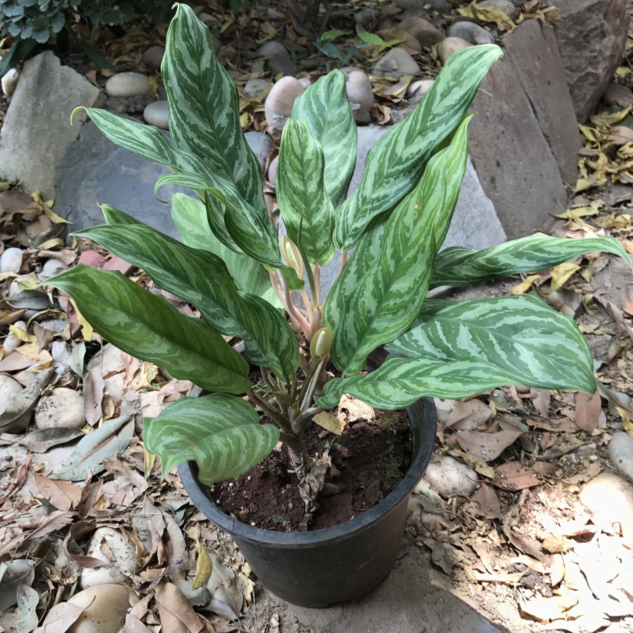  Aglaonema Crispum  myBageecha