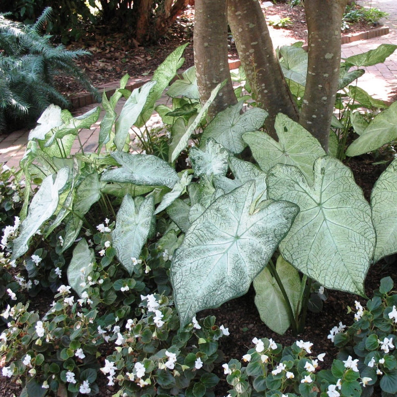 Caladium June Bride Mybageecha