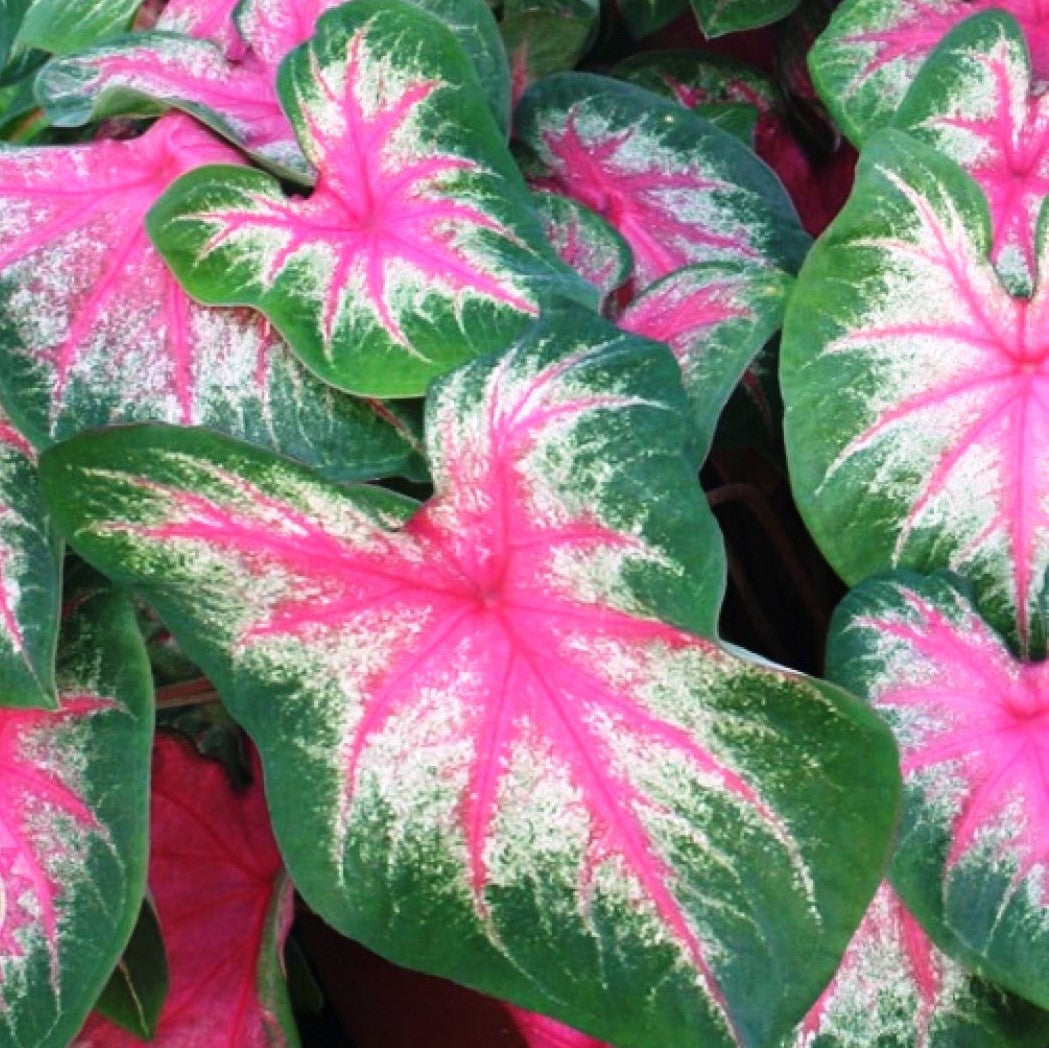  Caladium  Rosebud myBageecha