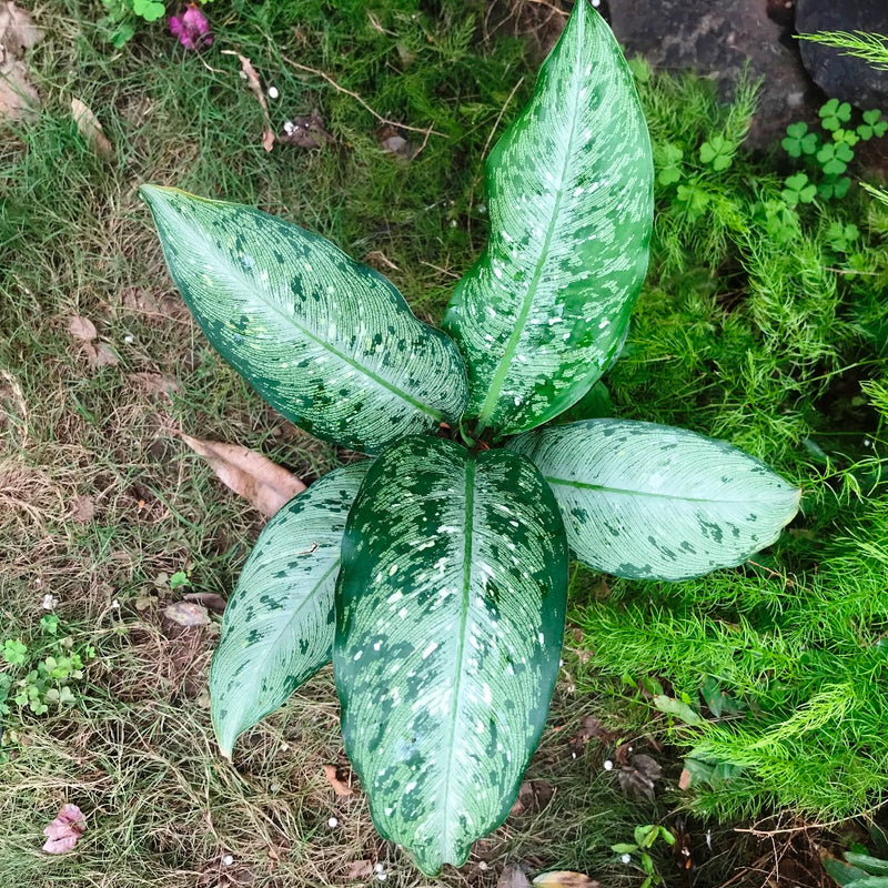 dieffenbachia memoria corsii