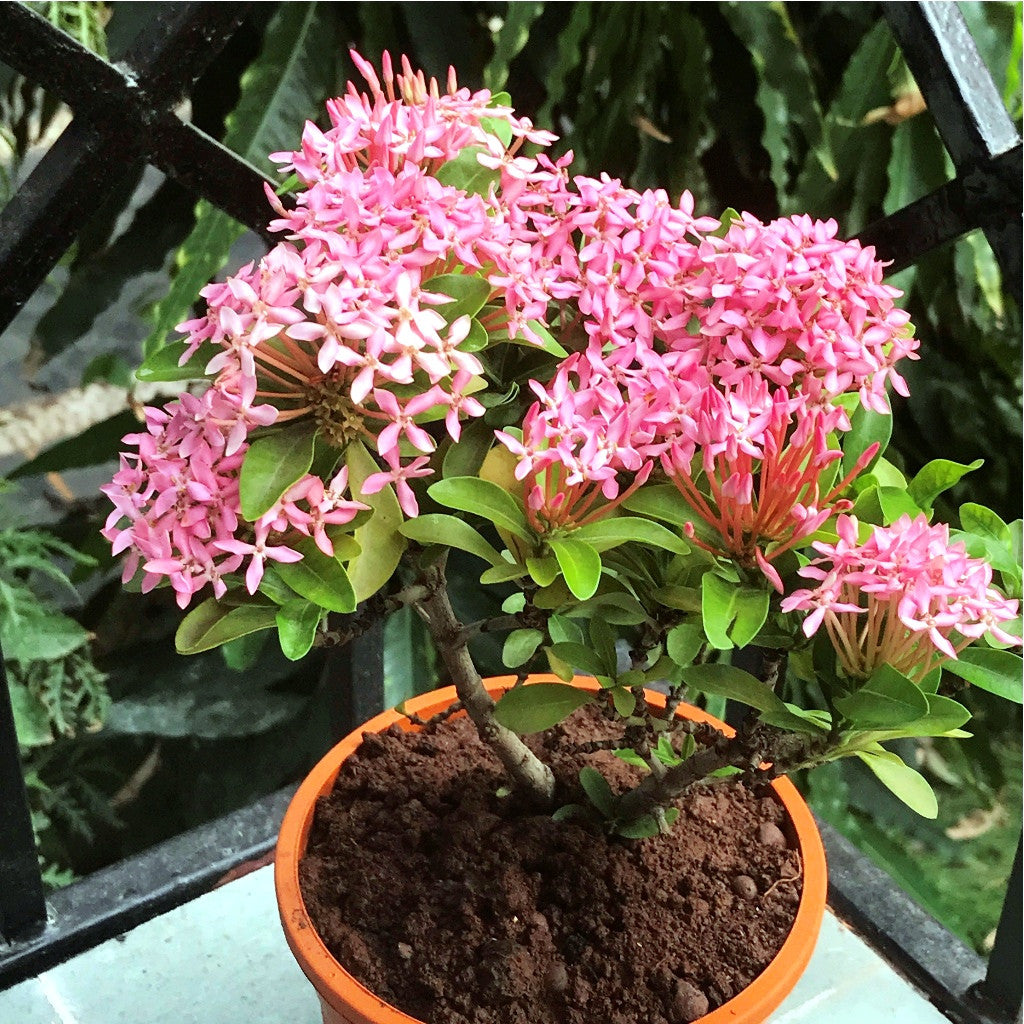 Dwarf Pink Ixora – myBageecha