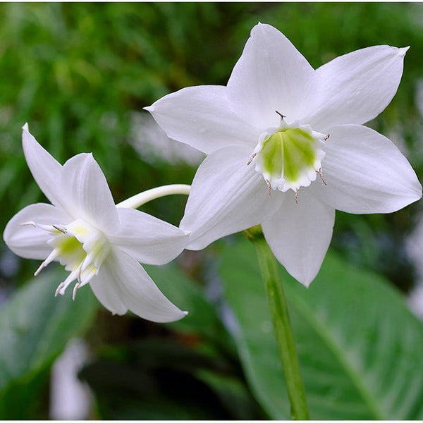 Eucharis Grandiflora Amazon Lily Bulbs Mybageecha