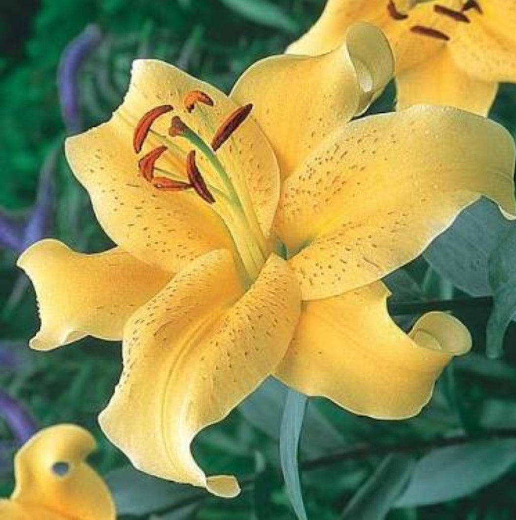 Lilium Oriental 'Golden Stargazer' (Bulbs) – myBageecha