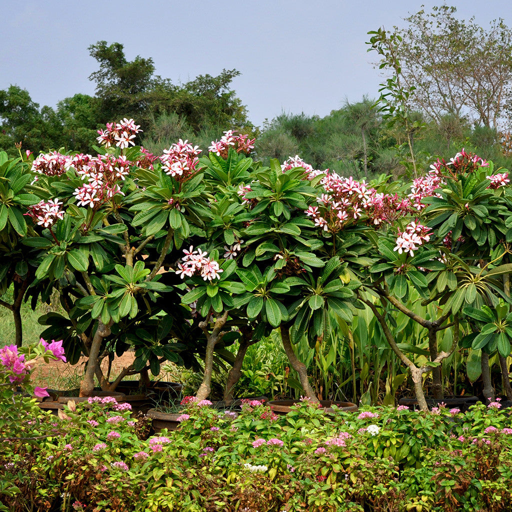 plumeria obtusa pohon kamboja bibit champa tanaman kediri hias sumatera mybageecha aneka kotamobagu bumiayu gerung sejahtera kayu tani perkebunan pusat