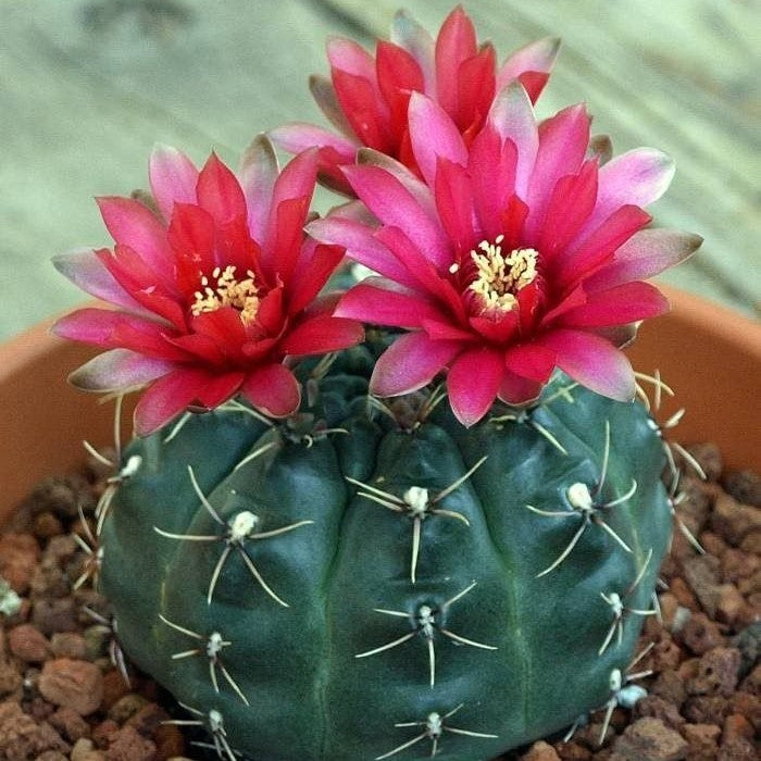 Gymnocalycium baldianum – myBageecha