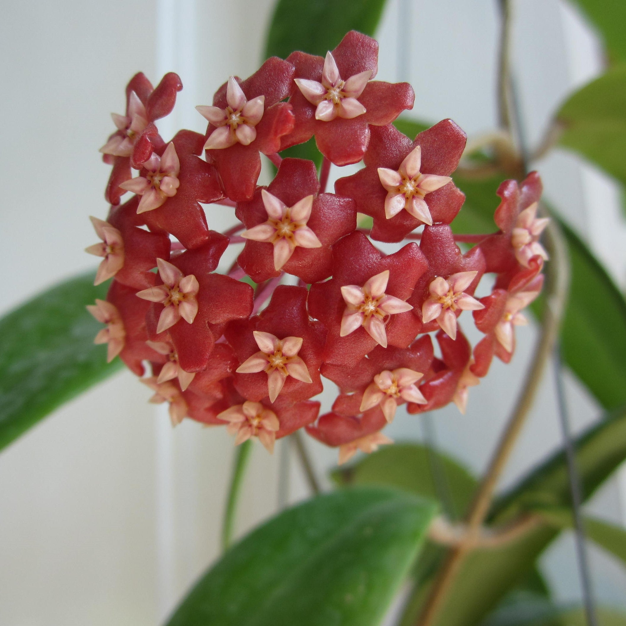 Hoya Jennifer Plant