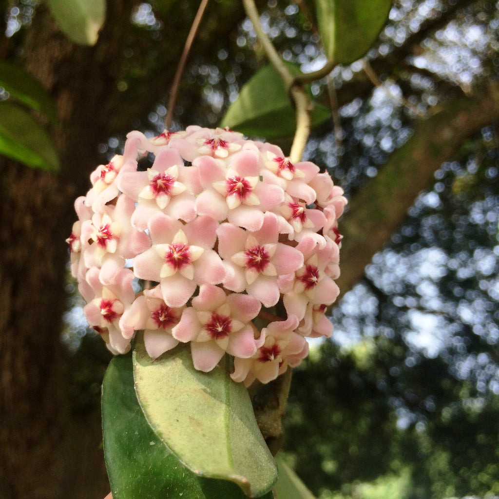 Hoya fungii – myBageecha