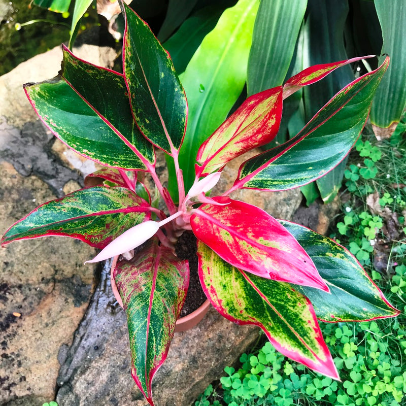  Aglaonema Lipstick  myBageecha