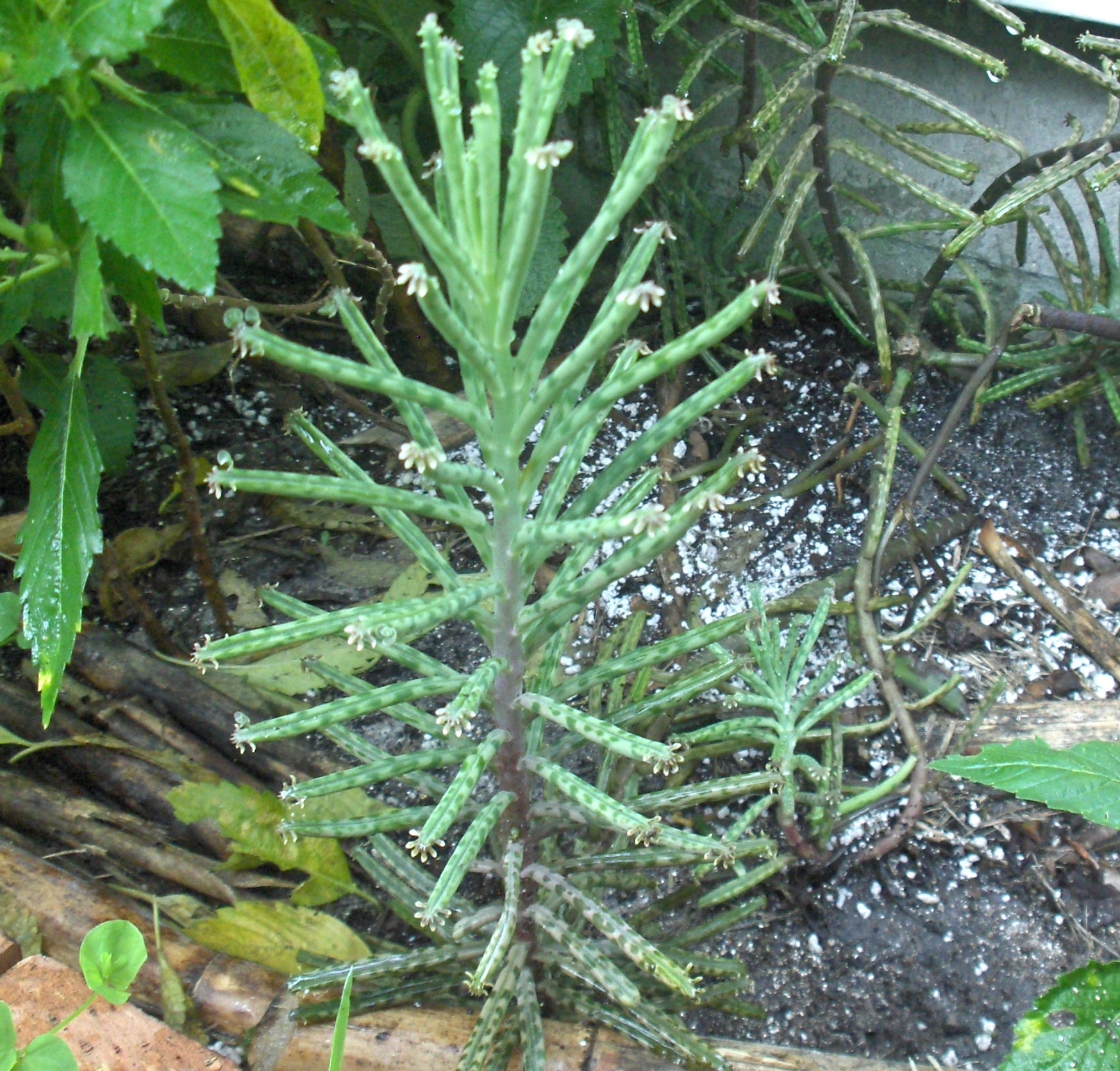 kalanchoe