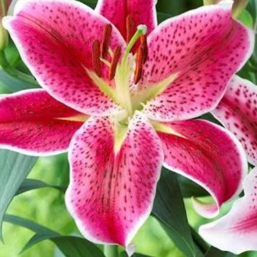 Lilium Oriental 'Starlight Express' (Bulbs) – myBageecha