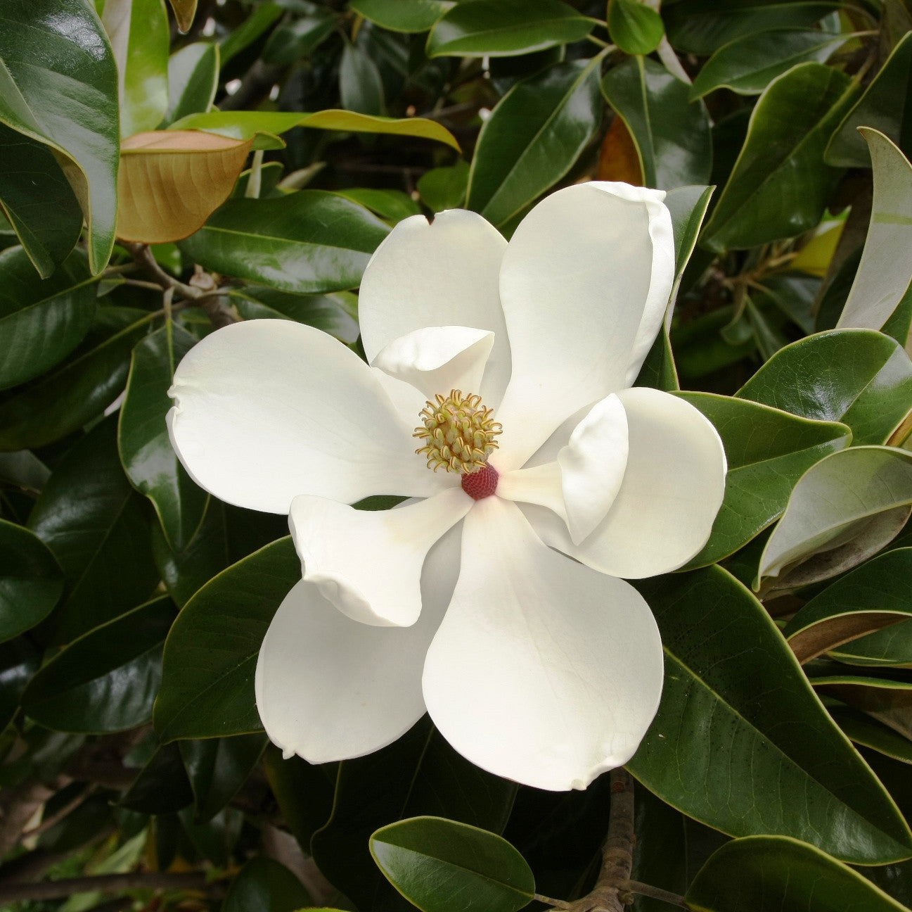 Резултат с изображение за magnolia grandiflora