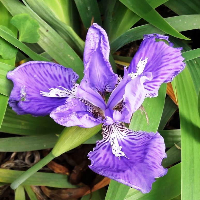 Iris Tectorum – myBageecha