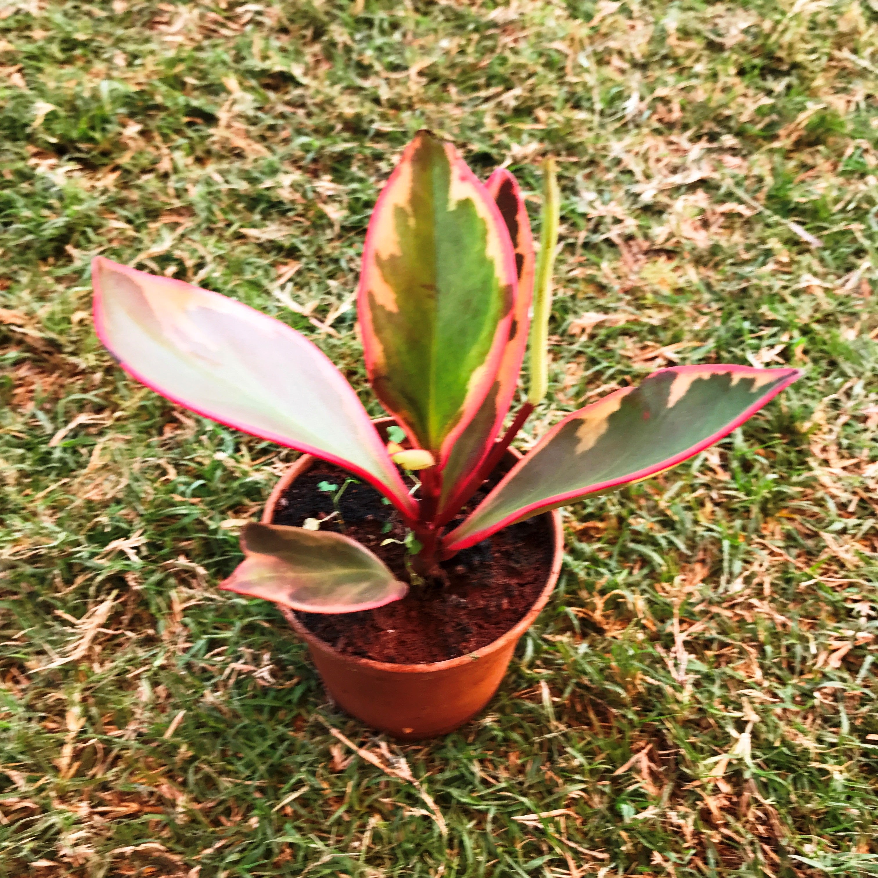  PlantVine Peperomia Cupid, Peperomia scandens 'Variegata' -  Cesta colgante grande, planta de piso, planta viva : Patio, Césped y Jardín