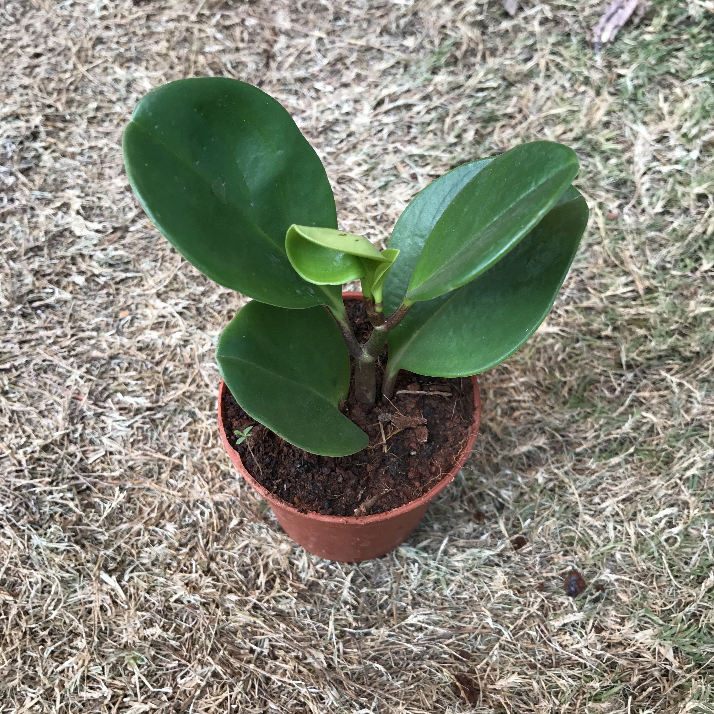 Variegated Peperomia Scandens (14cm pot) – Folium Friend