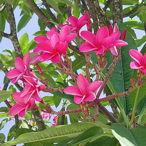 Plumeria Rubra 'Pink Parfait' - myBageecha