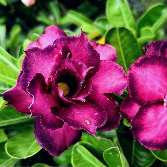 Root Awakening: Desert rose needs sun to thrive, but do not let it dry out