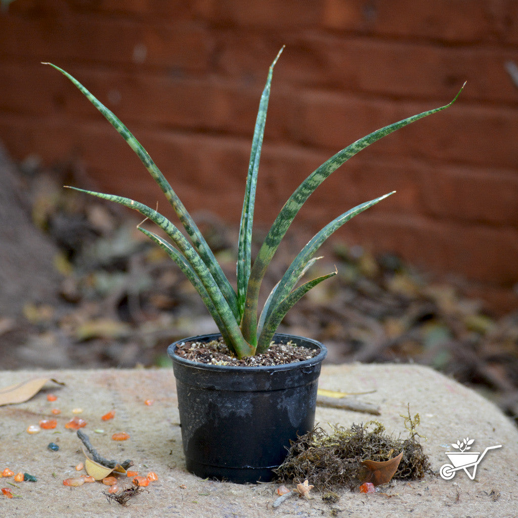 Sansevieria Bacularis Mybageecha 