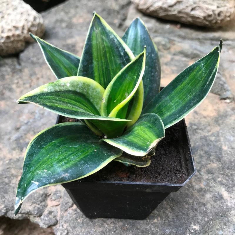 Sansevieria Trifasciata ‘stars And Stripes Mybageecha 