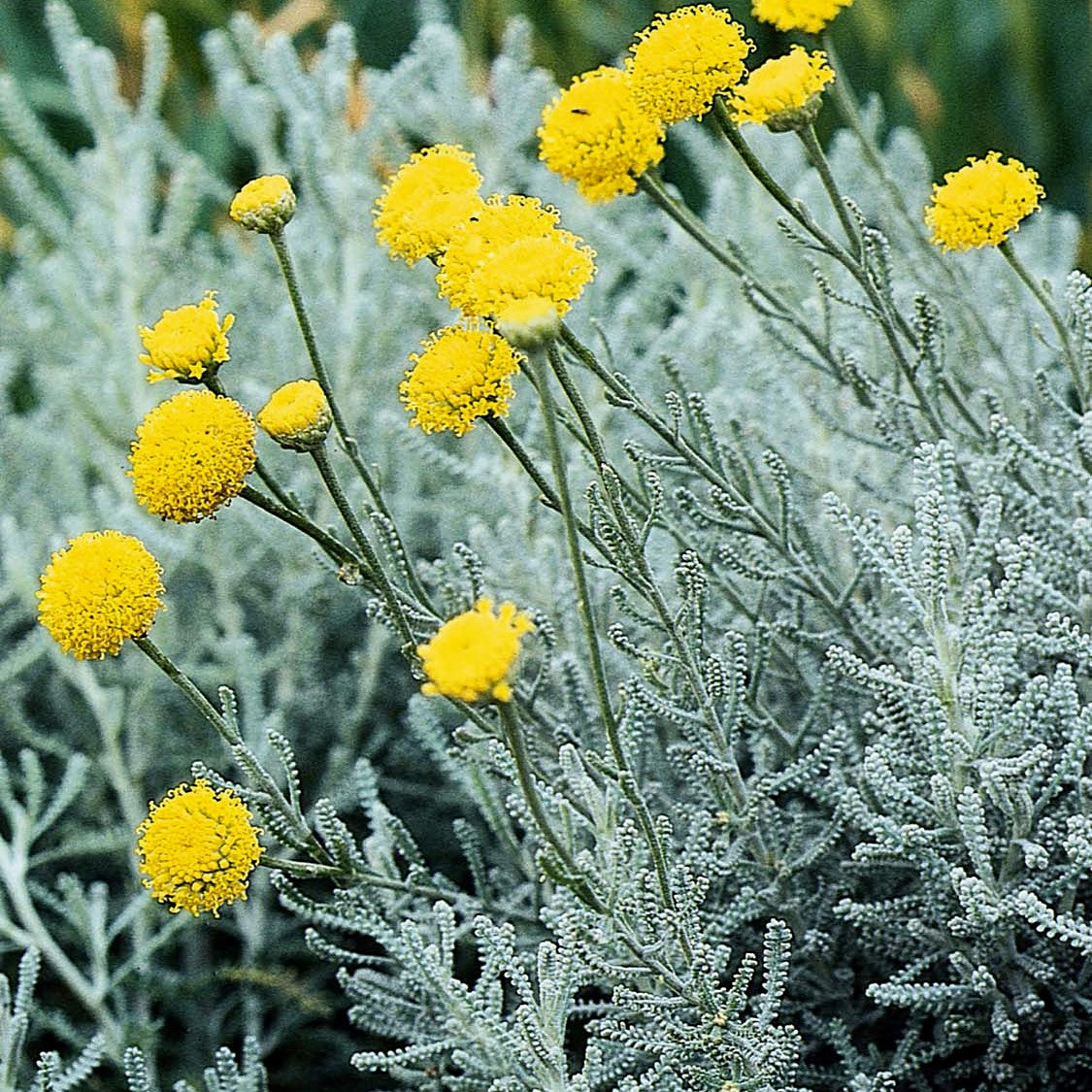 Сантолина в саду фото