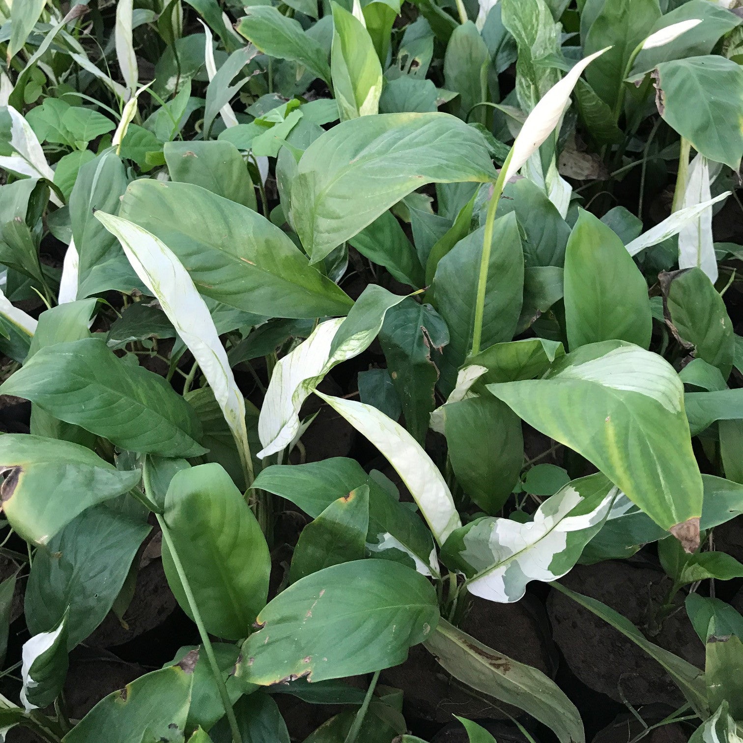 Variegated Peace Lily Plant