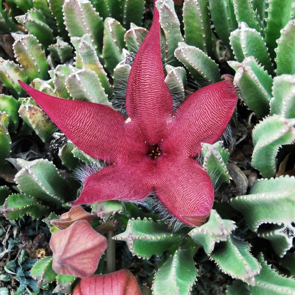 Stapelia Grandiflora – myBageecha