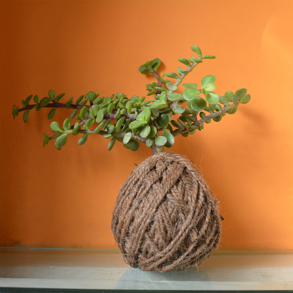 Set of 3 Hanging Kokedama Pothos Plants with Bamboo Stand