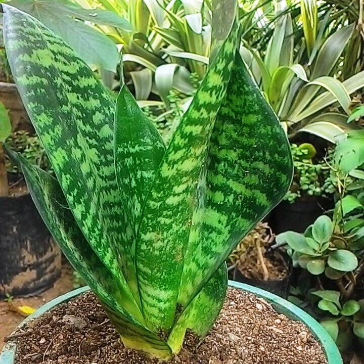 Sansevieria Trifasciata Zeylanica Mybageecha 