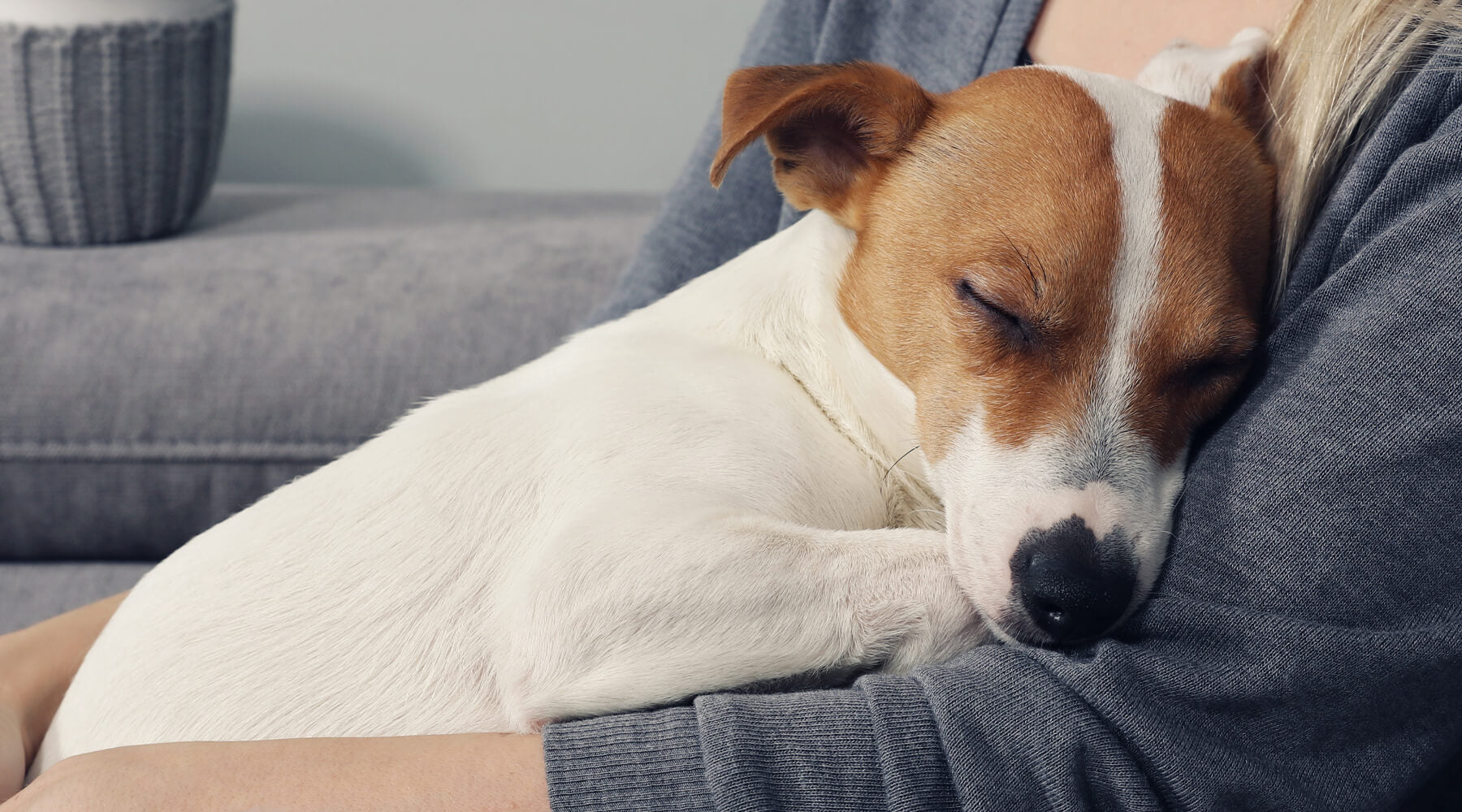 do dogs like sleeping in bed