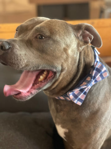 Pitty wearing pink and blue plaid bow tie