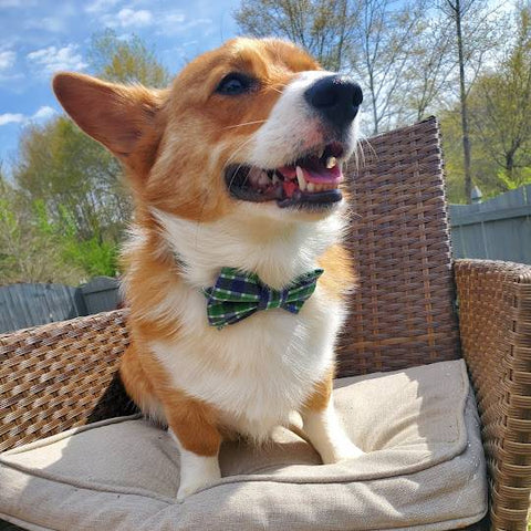 Dog wearing Waggy Pups green plaid bow tie