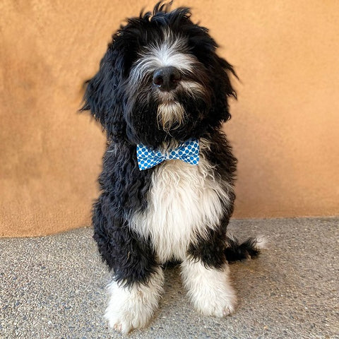 Fluffy dog wearing a blue polka dot bow tie