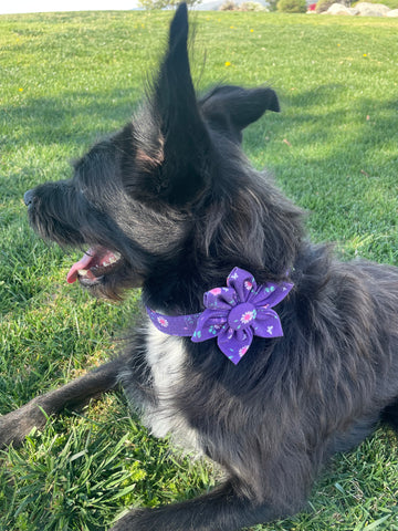 Dog wearing Waggy Pups flower collar