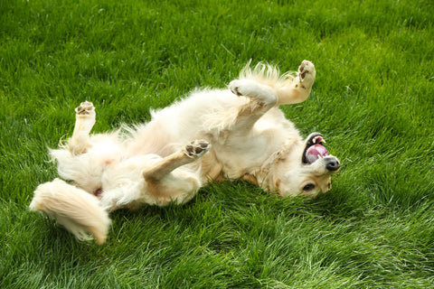 adorable labrador lying green grass outdoors