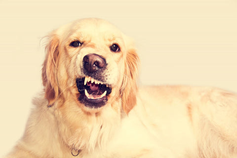 angry golden retriever dog