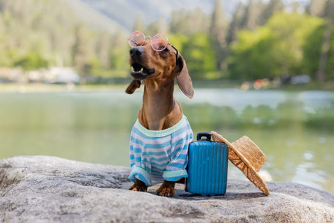 cute dachshund dog trip dachshund dog sunglasses straw hat summer clothes