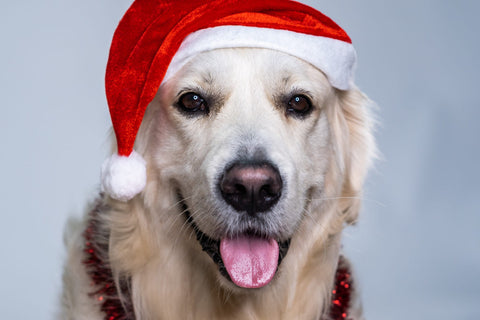 Labrador wearing a Santa hat