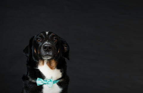 Dog wearing bow tie