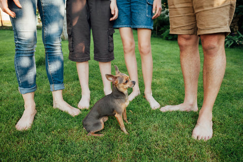 family with their dog in a grass park