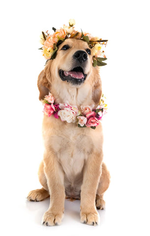 golden reriever wearing a flower garland