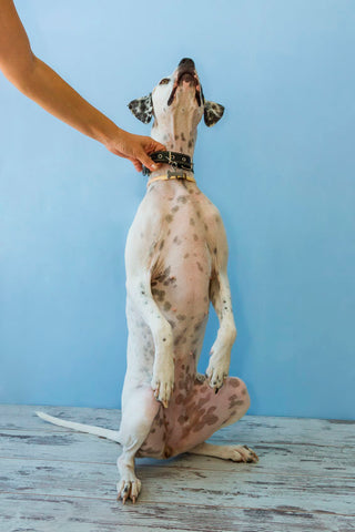 Large dog standing while person checks their collar size by placing 3 fingers under her collar.