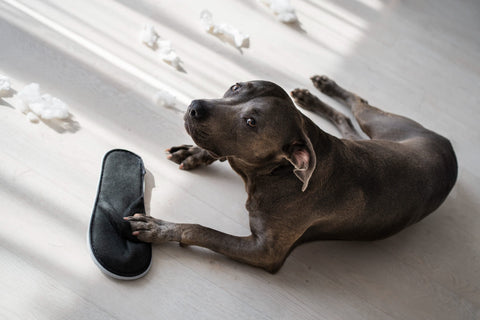 dog playing with shoe indoors